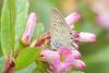 Leptotes pirithous